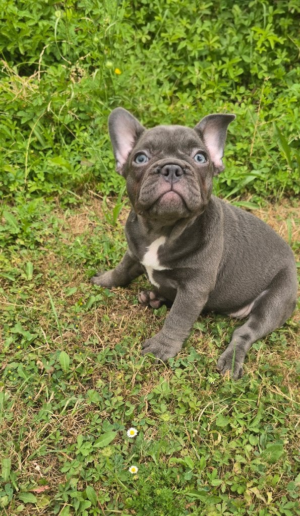 Mooie Blue Franse Bulldog pups beschikbaar, Dieren en Toebehoren, Honden | Bulldogs, Pinschers en Molossers, 8 tot 15 weken, Parvo