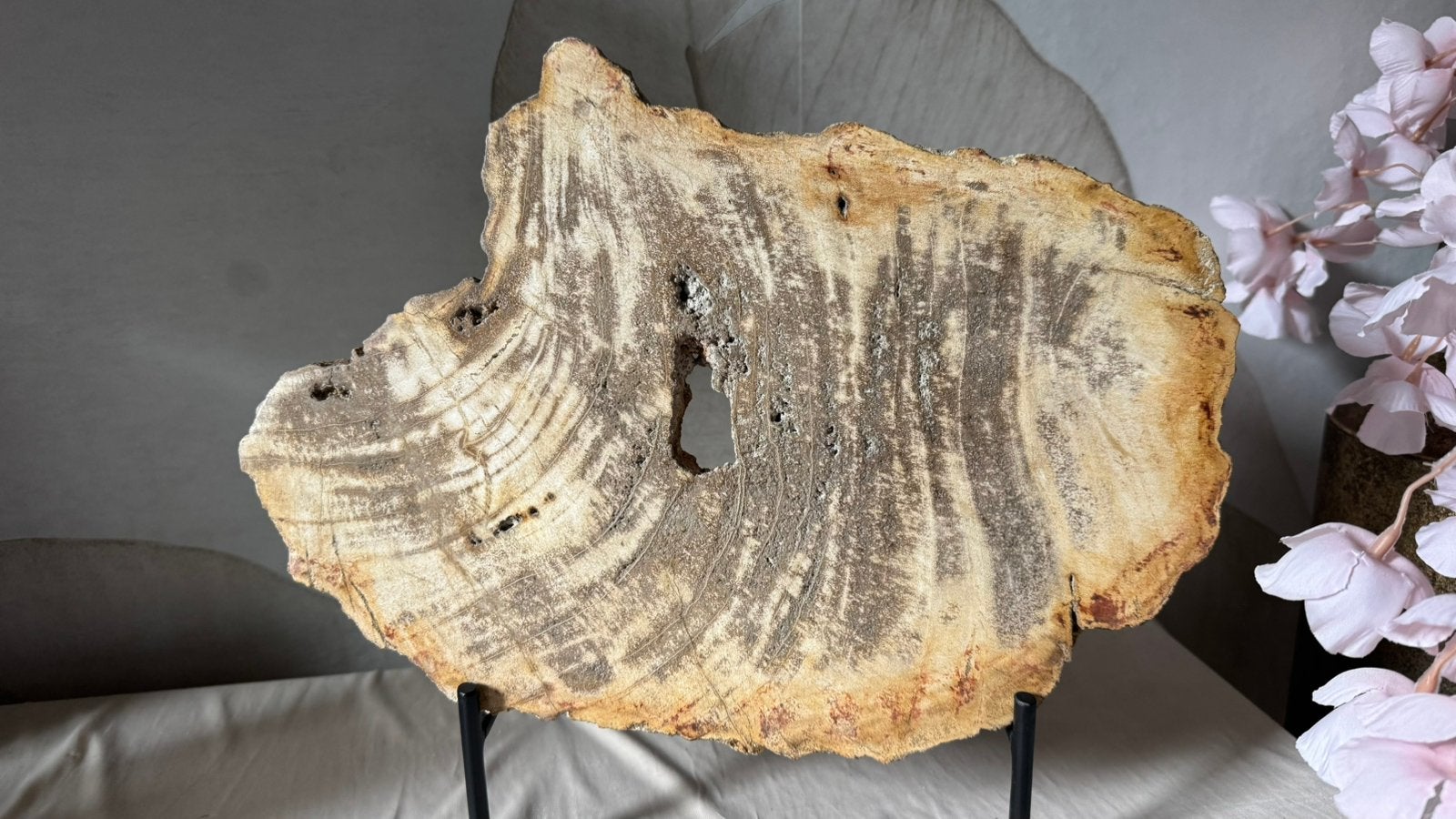 Fossiel versteend hout - plak, Ophalen of Verzenden, Zo goed als nieuw