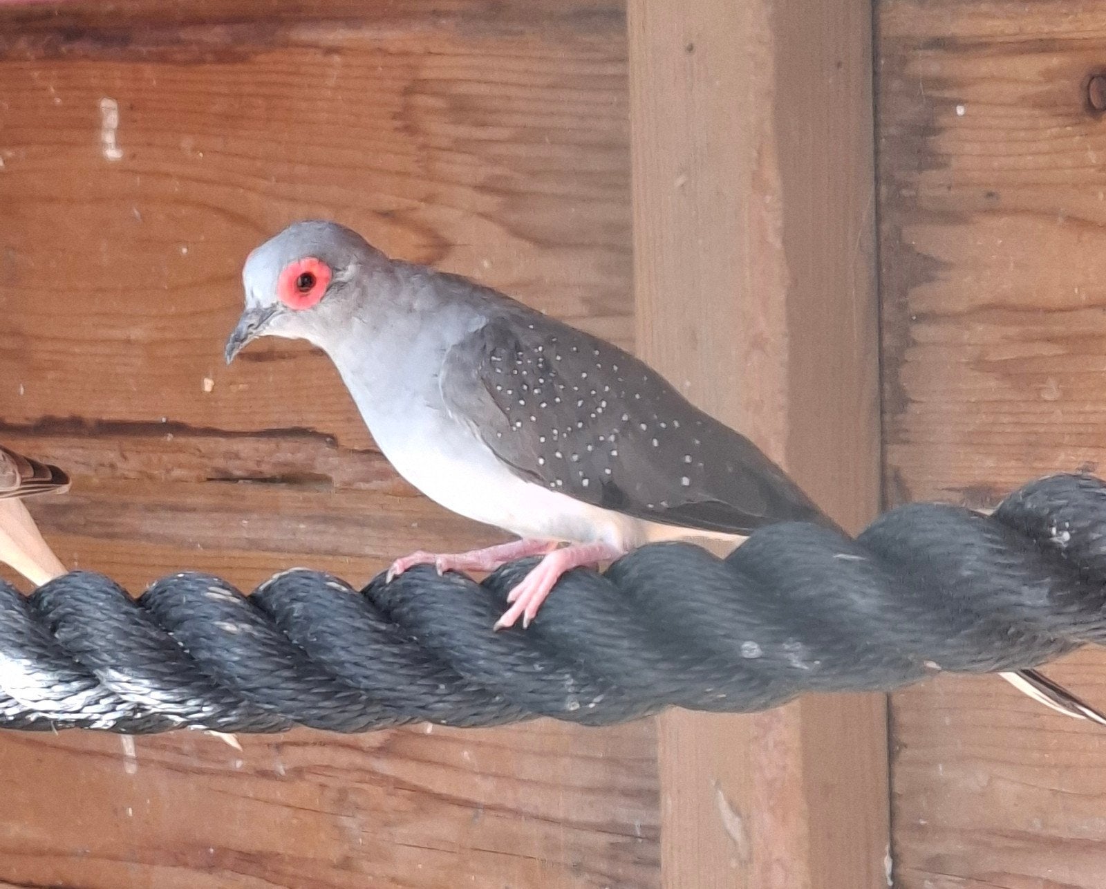 Koppel diamantduiven, split voor bont, Meerdere dieren, Tropenvogel