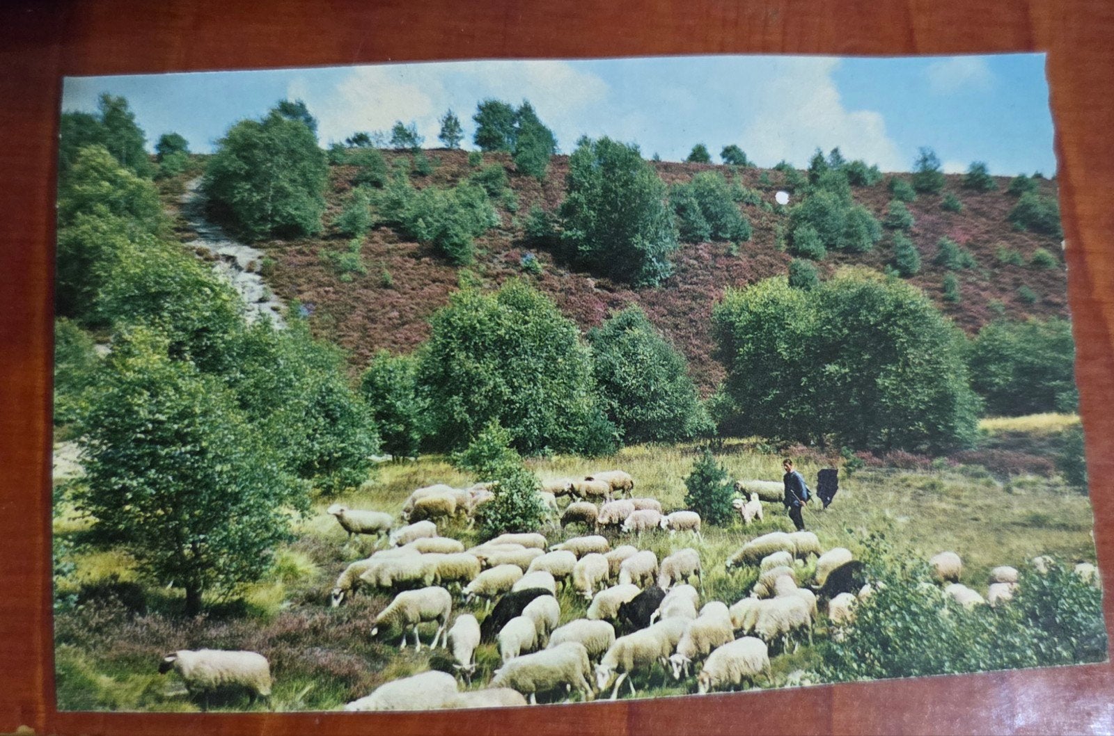 Oude ansichtkaart: Schaapskudde op de heide, De Steeg, Ophalen of Verzenden
