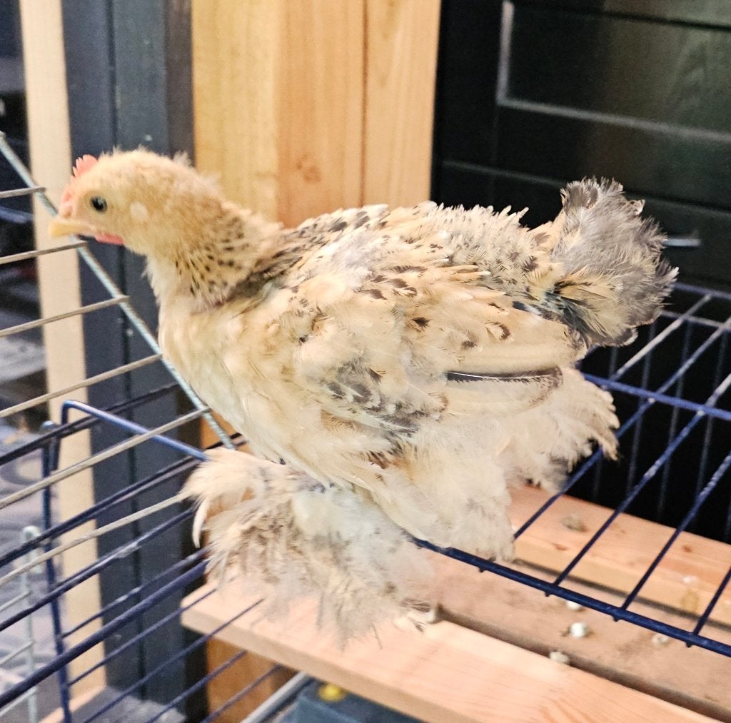 Gratis af te halen: cochinkriel haantje, Dieren en Toebehoren, Mannelijk, Kip