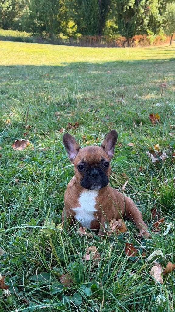 Mooie rode Franse Bulldog pup beschikbaar, Dieren en Toebehoren, 8 tot 15 weken, Teef, Parvo, Bulldog