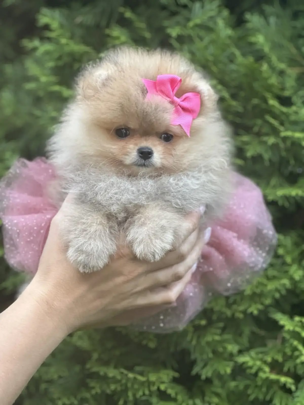 Pomeranian bearface pup, Particulier, Keeshond, 8 tot 15 weken, Buitenland