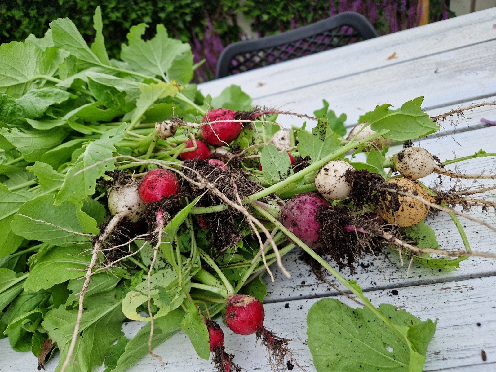 Verse Gekleurde Radijsjes - Net Geoogst!, Tuin en Terras, Planten | Tuinplanten, Ophalen