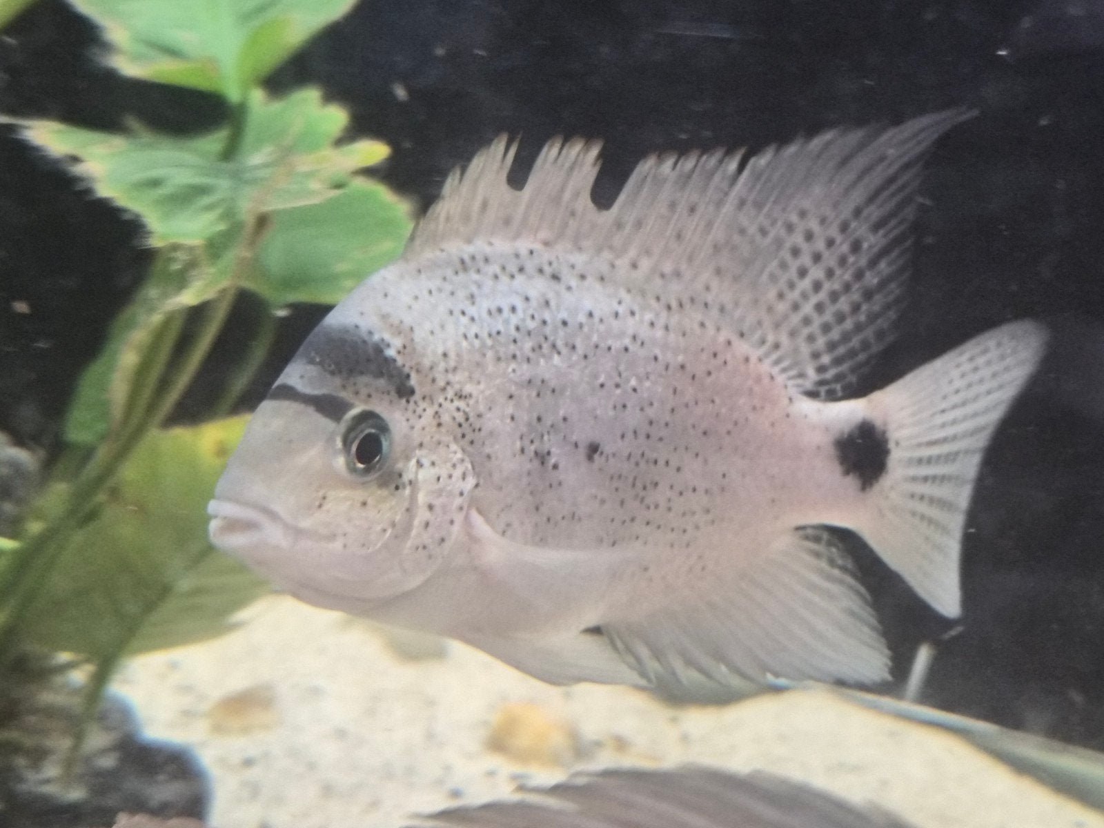 vieja argeteus 10cm, Dieren en Toebehoren, Vissen | Aquariumvissen, Vis