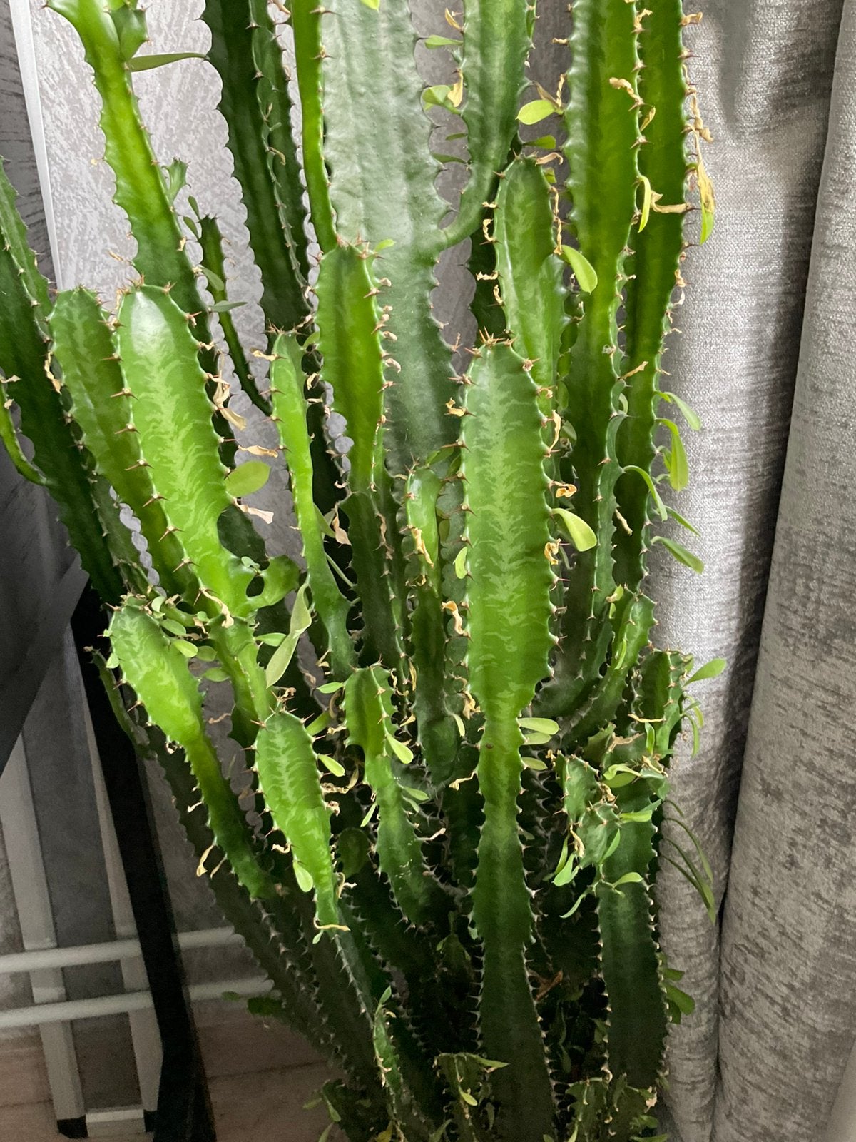 Grote cactus van 1.25m zoekt nieuw huisje in Zoetermeer, Volle zon, Vaste plant, Bloeit niet, Ophalen