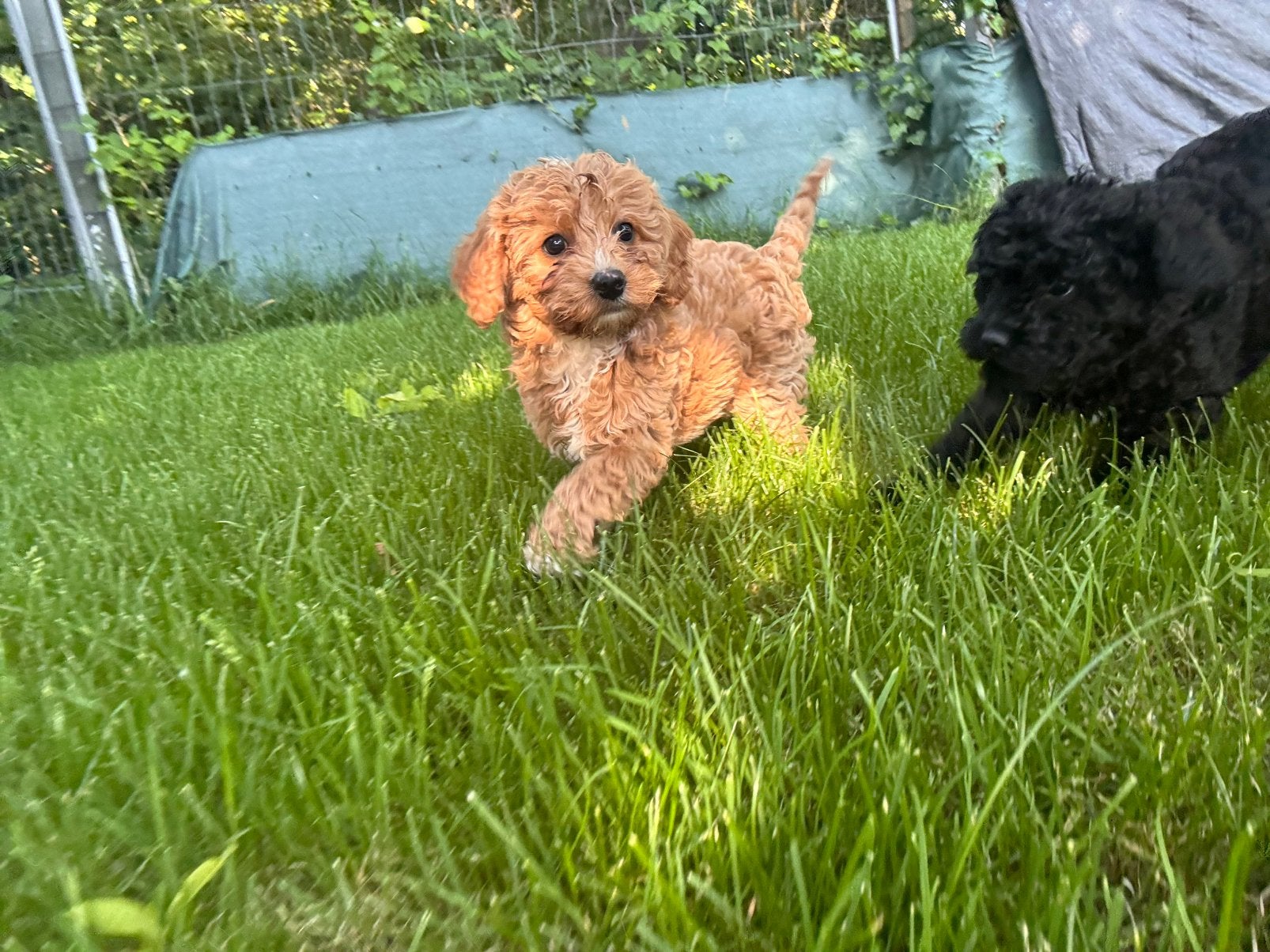2 prachtige Maltipoodle-puppy's zoeken een liefdevol thuis, Dieren en Toebehoren, Honden | Chihuahua's en Gezelschapshonden, Poedel
