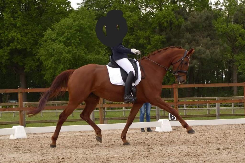 Te koop: fokmerrie, Merrie, Dressuurpaard, 160 tot 165 cm, 11 jaar of ouder