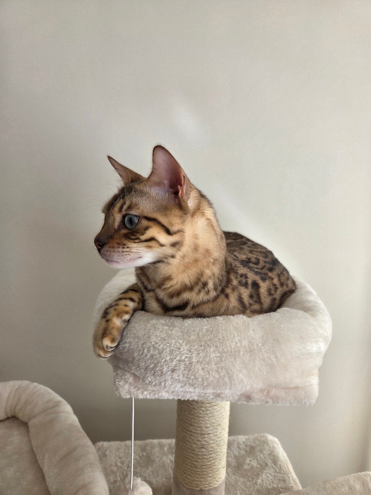 Lieve Bengaalse kater zoekt zijn gouden mandje, Kater, Gechipt, 0 tot 2 jaar