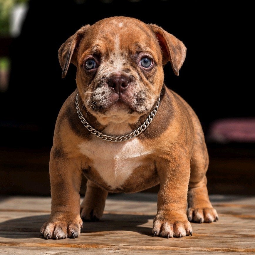 american MICRO BULLY pups !, België, Fokker | Hobbymatig, Reu, 8 tot 15 weken