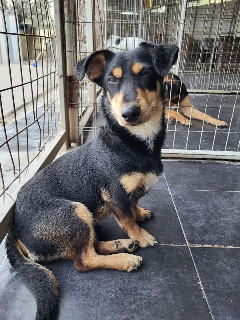 Kokoni mix tazzy kan snel naar Nederland, Dieren en Toebehoren, 15 weken tot 1 jaar, Buitenland, Parvo, Eén hond