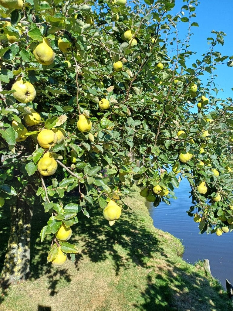 Onbespoten biologische kweeperen kweepeer, Ophalen
