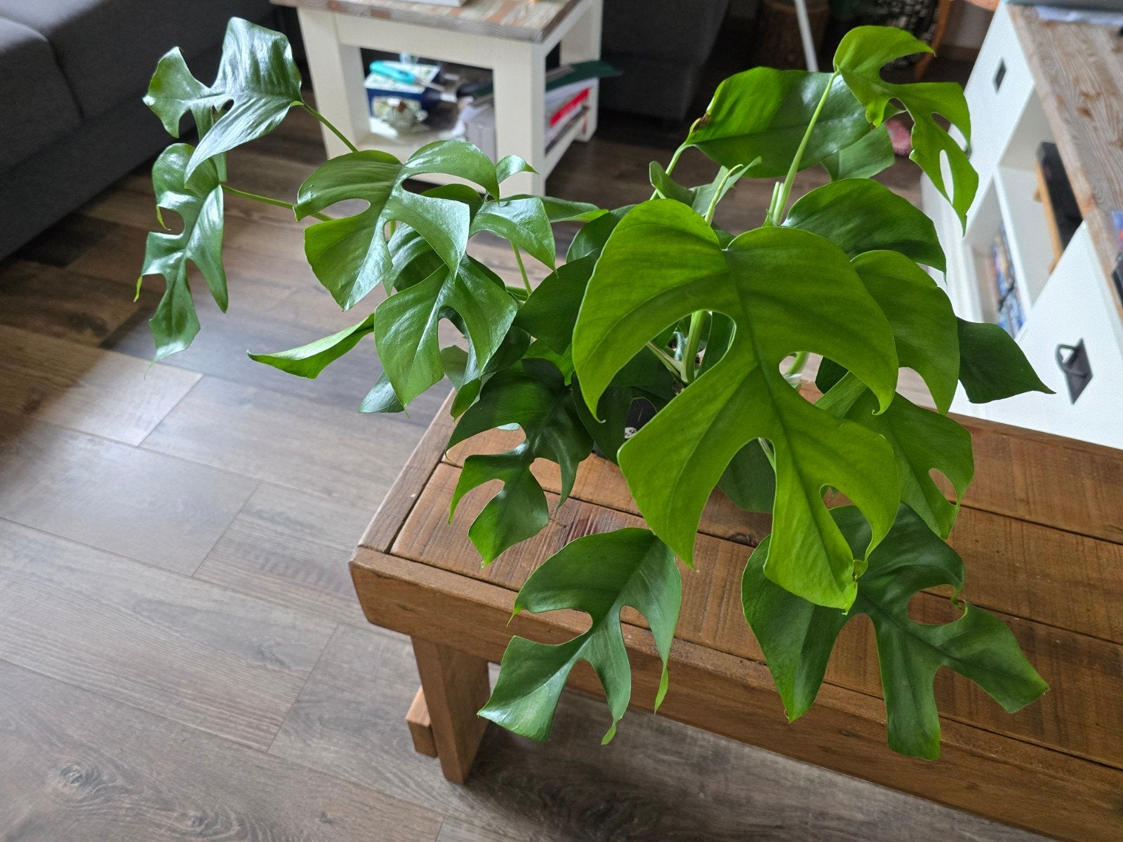Monstera Minima, Huis en Inrichting, Kamerplanten, Ophalen of Verzenden