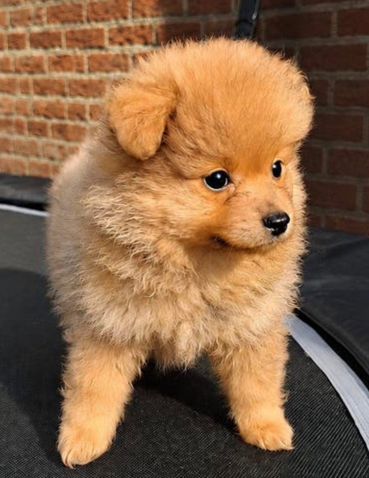 Pomeriaan, Parvo, Keeshond, Reu, 8 tot 15 weken