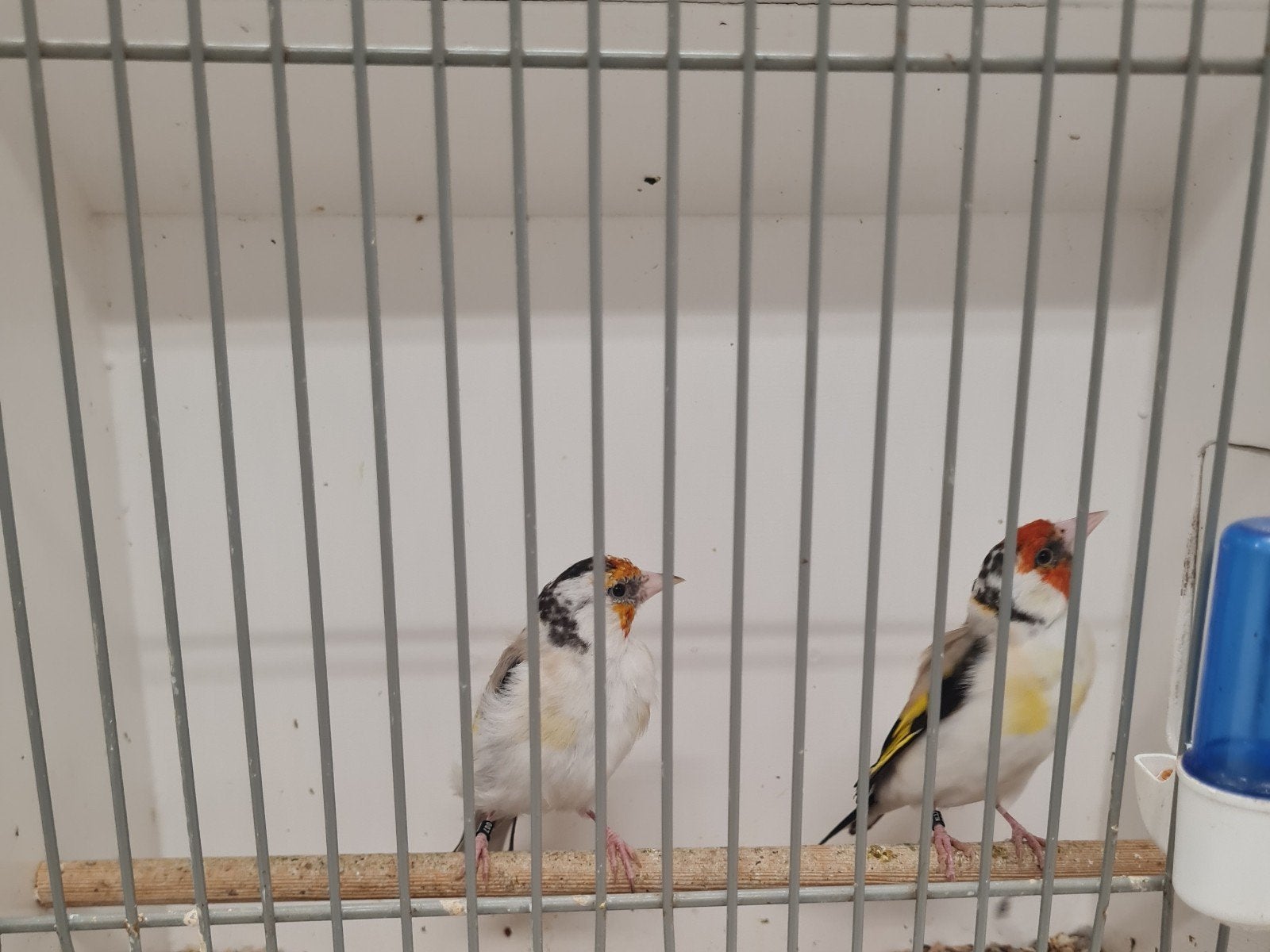 Agaat putters koppel, Dieren en Toebehoren, Vogels | Overige Vogels, Meerdere dieren, Wildzangvogel