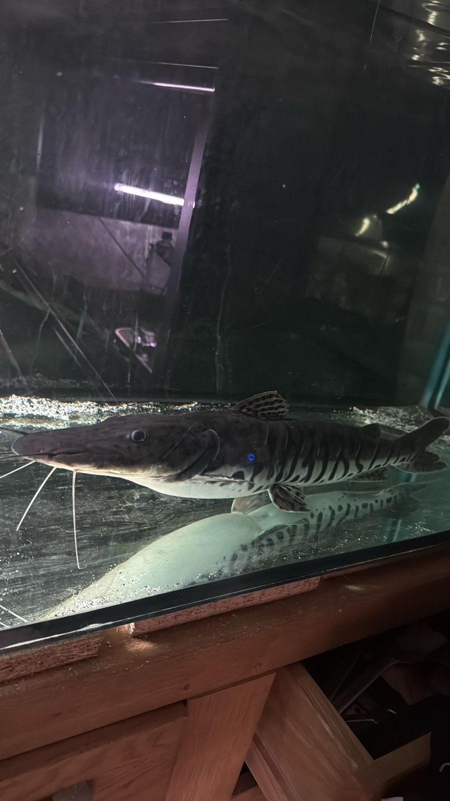 Tiger Shovel Nose Catfish, Dieren en Toebehoren, Vis, Zoetwatervis