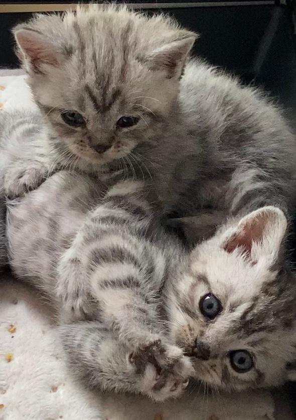 Prachtige Silver Tabby kittens, Dieren en Toebehoren, Katten en Kittens | Raskatten | Korthaar, Meerdere dieren, Ontwormd, 0 tot 2 jaar