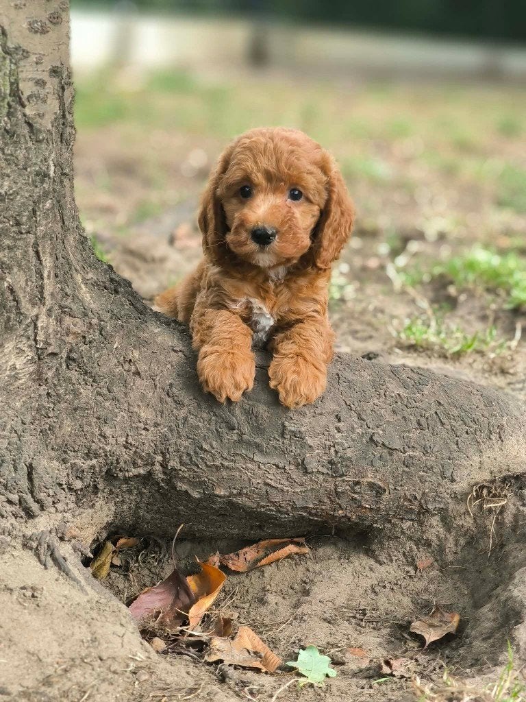 Prachtige cockapoo pups bij ons geboren!!, België, CDV (hondenziekte), 8 tot 15 weken, Meerdere