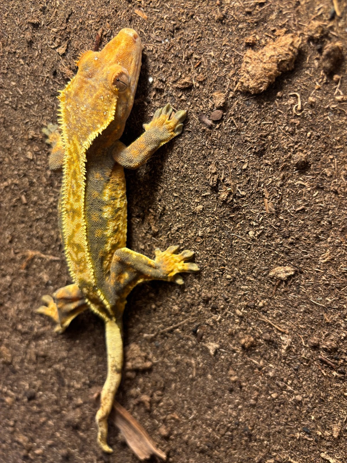 Koppel wimper gekko, Dieren en Toebehoren, Reptielen en Amfibieën