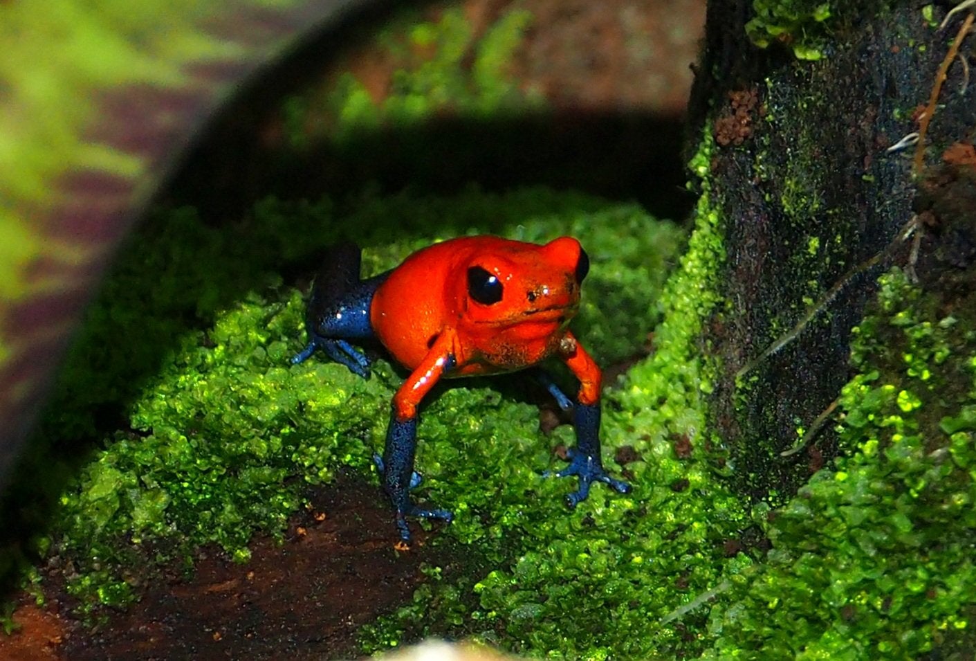 GEZOCHT: man Oophaga pumilio blue jeans, Amfibie