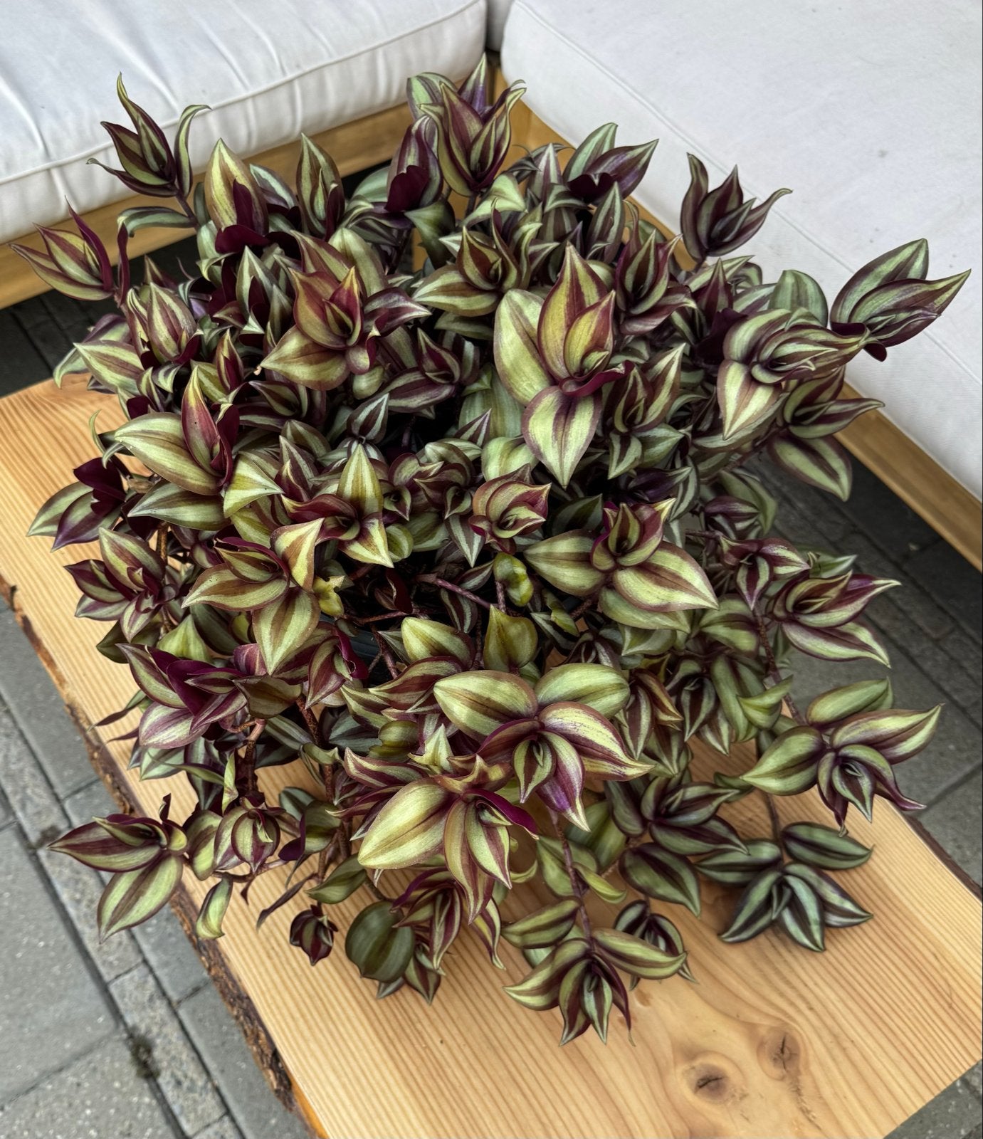 Tradescantia in grote pot (25 cm), Huis en Inrichting, Ophalen, Overige soorten, Halfschaduw, Minder dan 100 cm