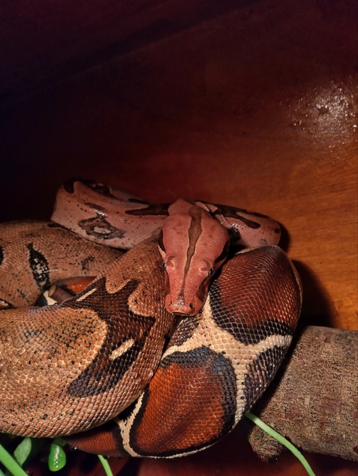 Boa constrictor Frans Guyana roodstaart., Dieren en Toebehoren, Slang, 0 tot 2 jaar