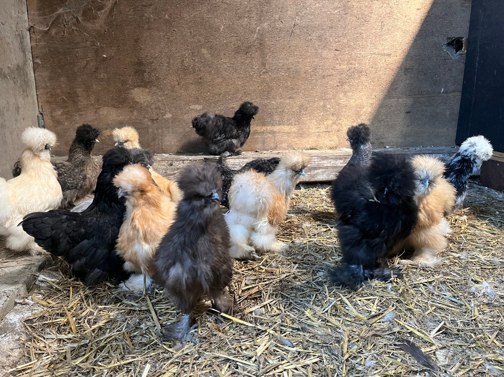Zijdehoenders 16,5 weken, Dieren en Toebehoren, Pluimvee, Meerdere dieren, Kip