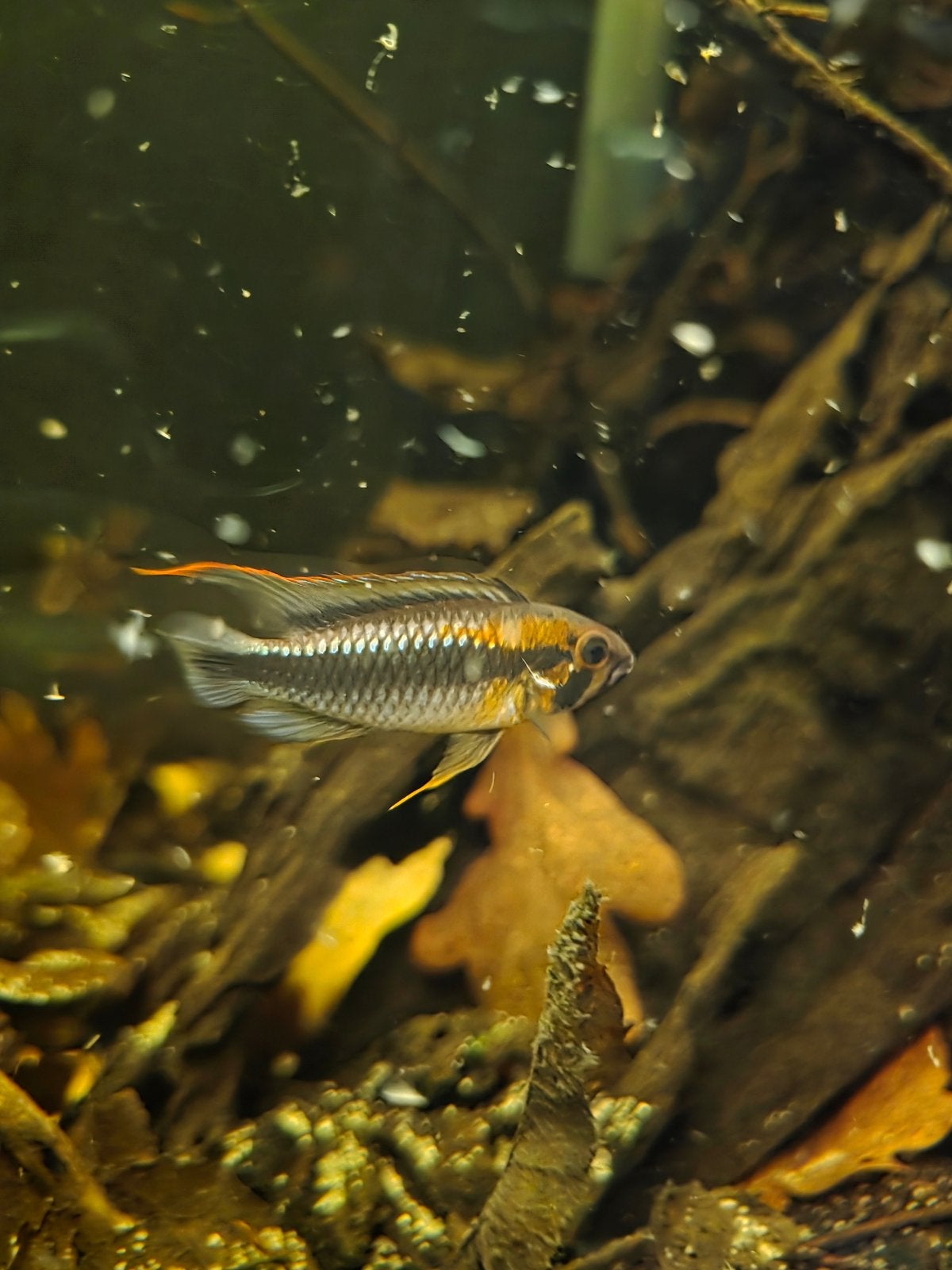 Apistogramma Abacaxis (Wilhelmi), Dieren en Toebehoren, Vissen | Vijvervissen, Overige soorten