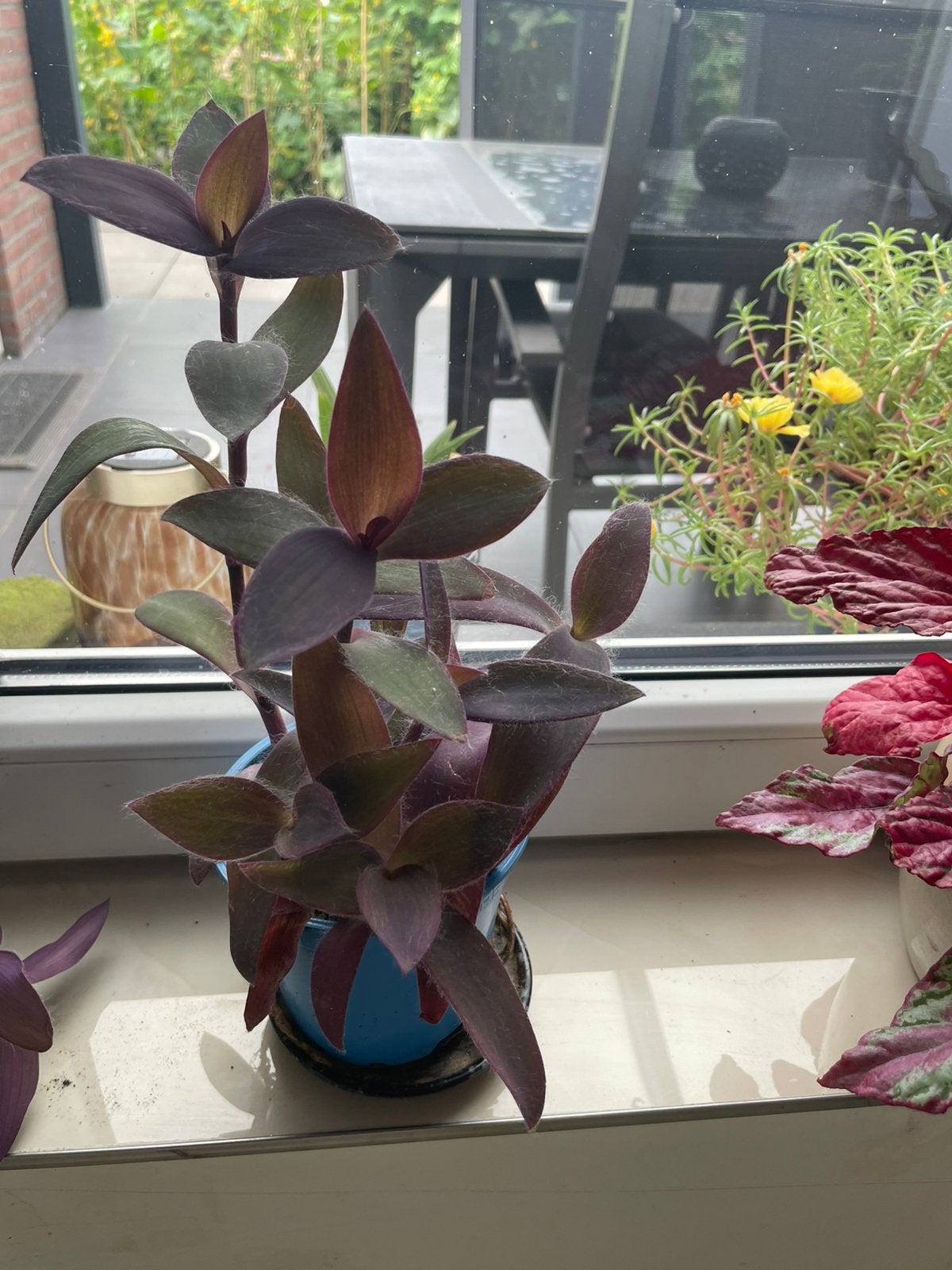 Tradescantia Purpurea - Paarse Hartjesplant, Tuin en Terras, Vaste plant, Bloeit niet, Halfschaduw, Ophalen