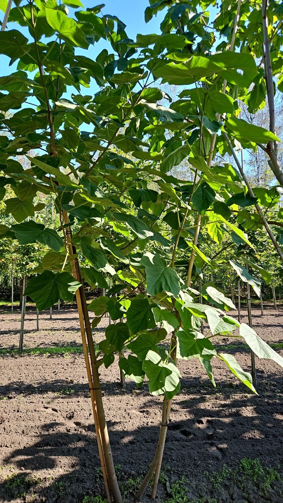 meerstam paulownia tomentosa te koop!, Overige soorten, Lente, 250 tot 400 cm, Ophalen