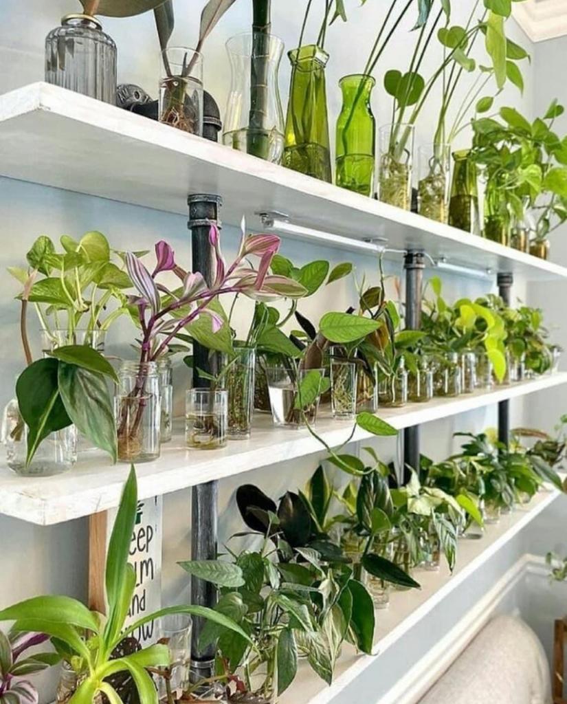 Kamerplanten Stekjes bundel , stekjes mix, Overige soorten, Vaste plant, Ophalen of Verzenden, Bloeit niet