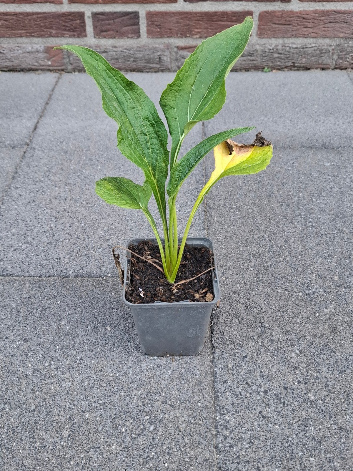 Echinacea zonnehoed roze - Vaste plant in p9 pot, Volle zon, Vaste plant, Zomer, Ophalen