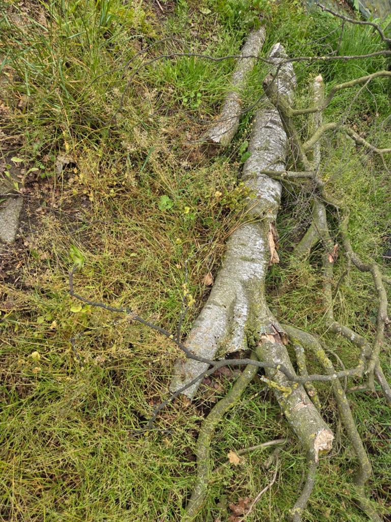 Gratis haardhout, zelf klein maken, 3 tot 6 m³, Ophalen, Overige houtsoorten, Stammen