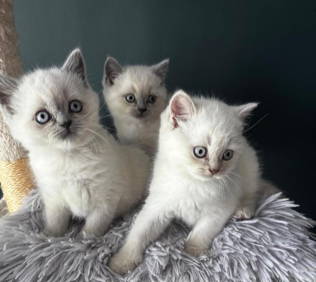 Britse korthaar kittens zoeken fijn huisje, Dieren en Toebehoren, Katten en Kittens | Raskatten | Langhaar, Meerdere dieren, Ontwormd
