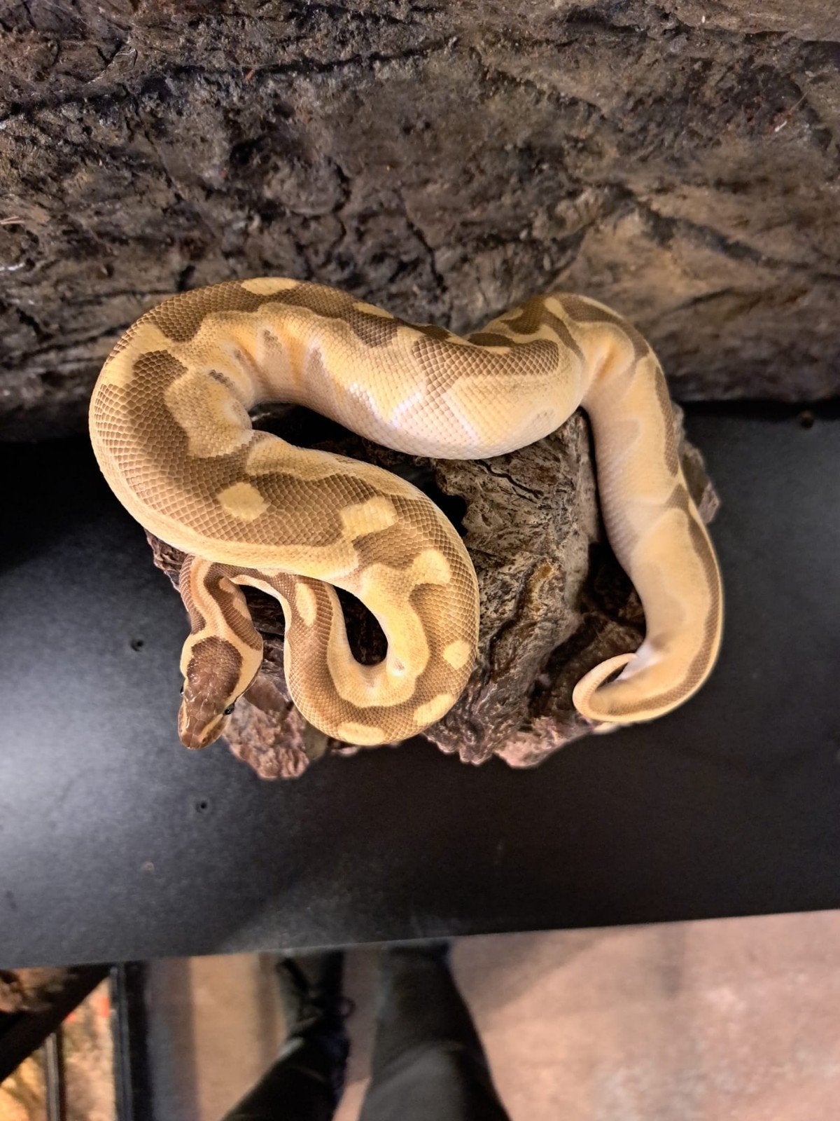 koningspython (regius) pastel vrouw Ball Python photo 6