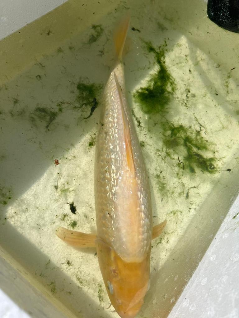 Koi karper, Karper of Koi