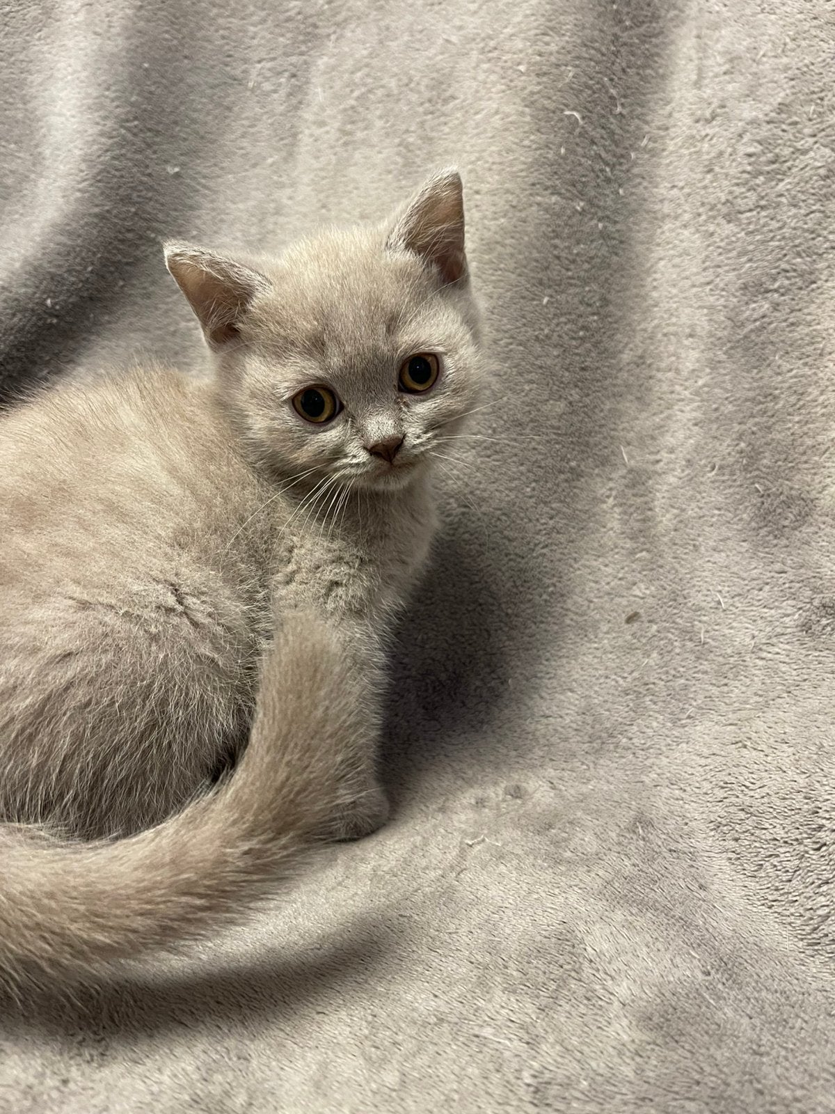 Britse korthaar kittens, Meerdere dieren, Ontwormd, 0 tot 2 jaar