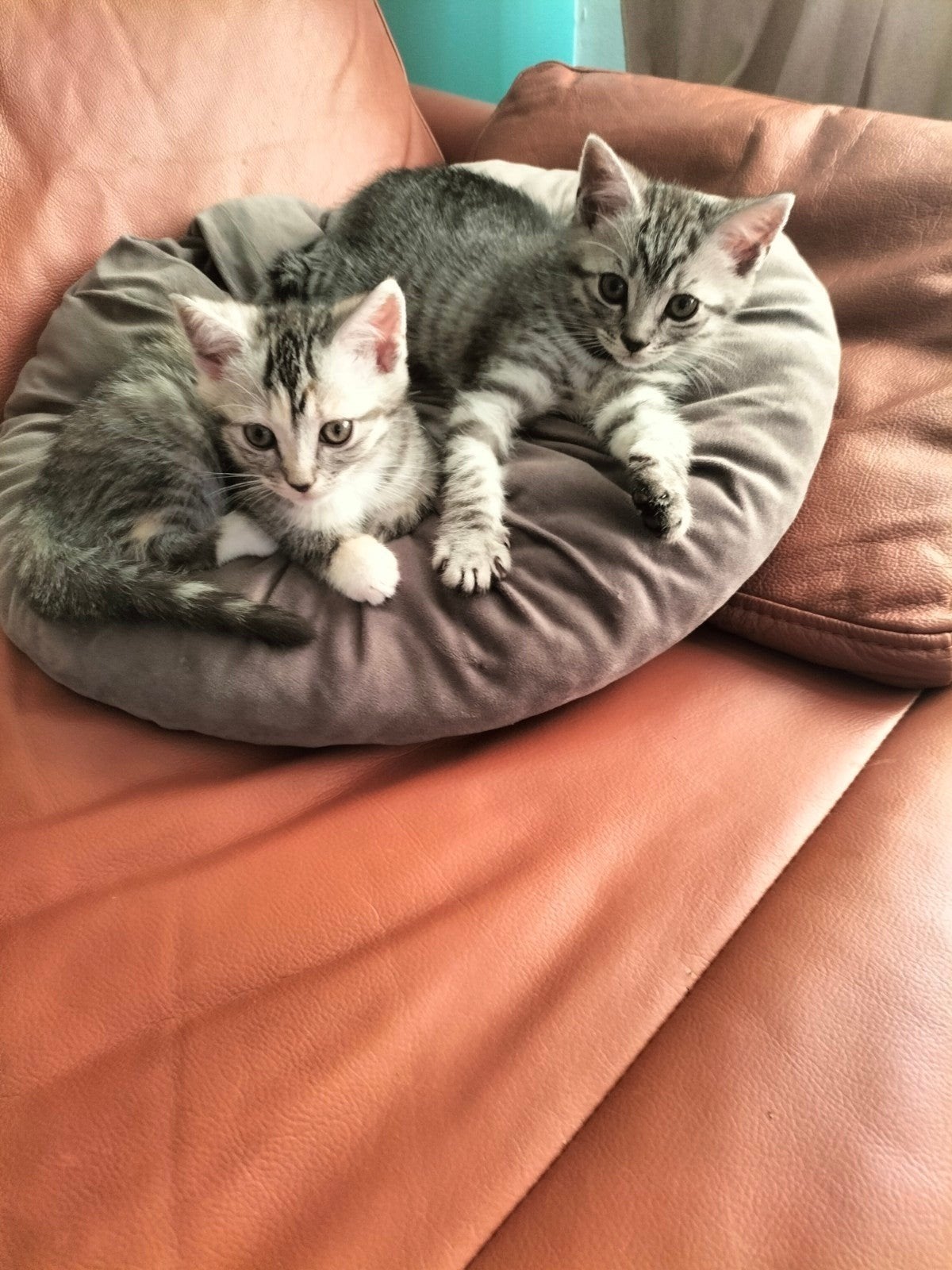 Nog 1 prachtig lief meisje Britse korthaar🩷😻 x kitten, Meerdere dieren, Kortharig, 0 tot 2 jaar