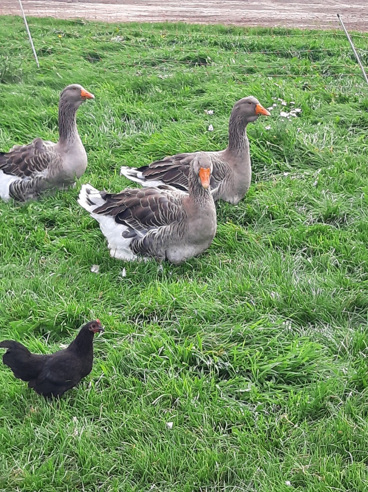 Toulouse ganzen, Dieren en Toebehoren, Meerdere dieren, Gans of Zwaan