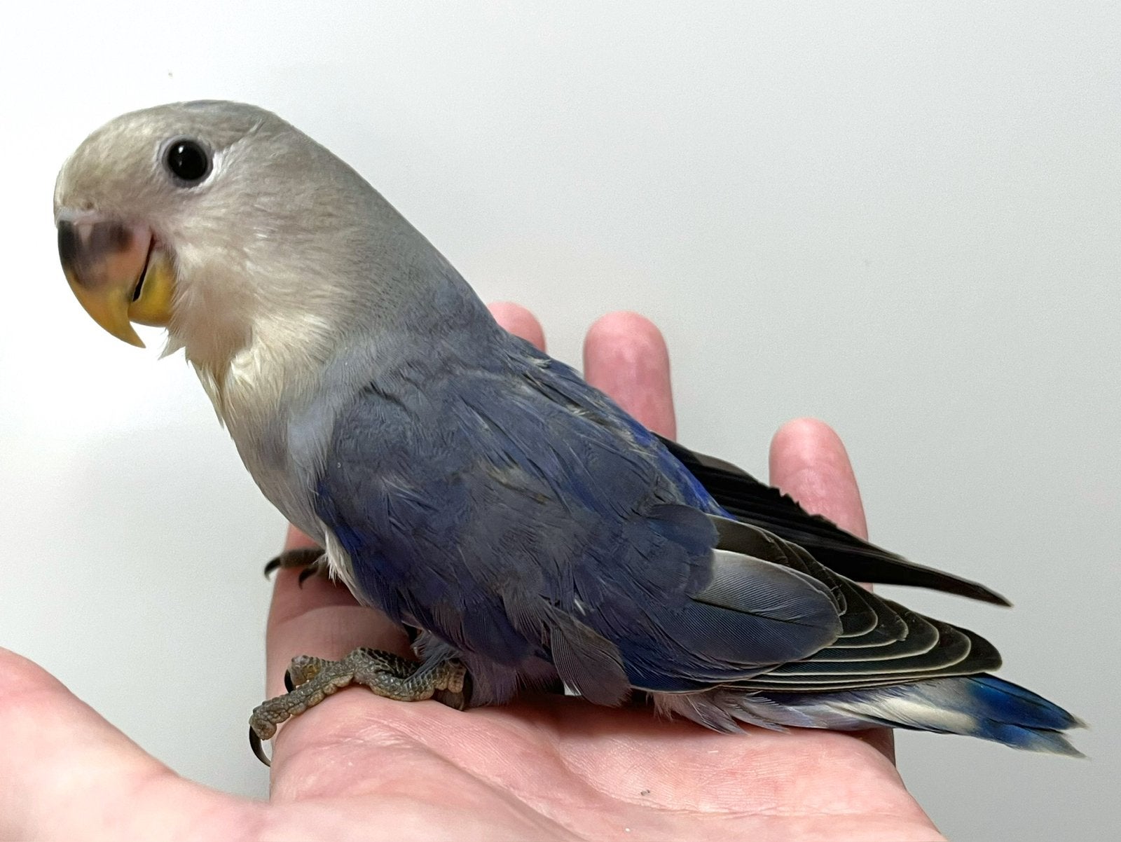 Tam Agapornis Roseicollis mannetje DNA + ziektevrij getest, Dieren en Toebehoren, Mannelijk, Dwergpapegaai of Agapornis, Tam