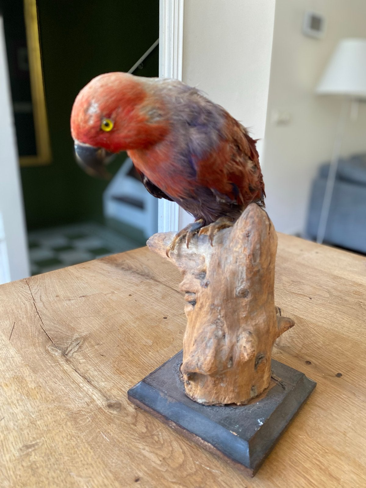 Opgezette papegaai onder glazen stolp, Ophalen