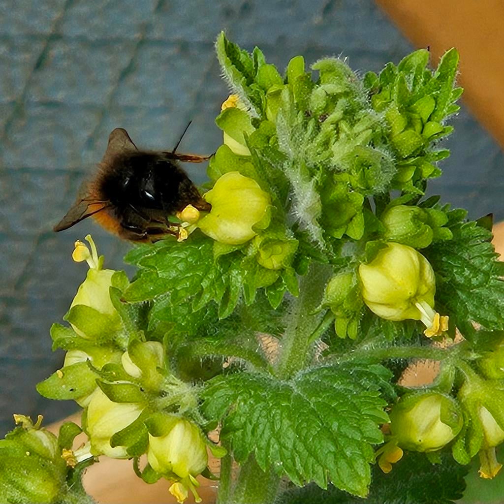 Inheemse & Biologische planten Schiedam / Vlaardingen, Ophalen