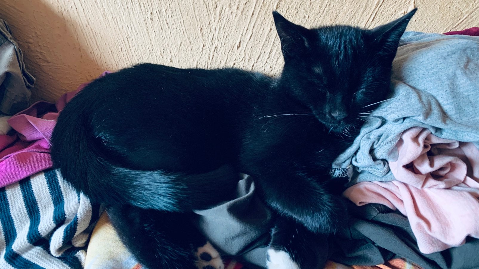 Kittens (2,5 maanden oud), Kater, Kortharig, 0 tot 2 jaar