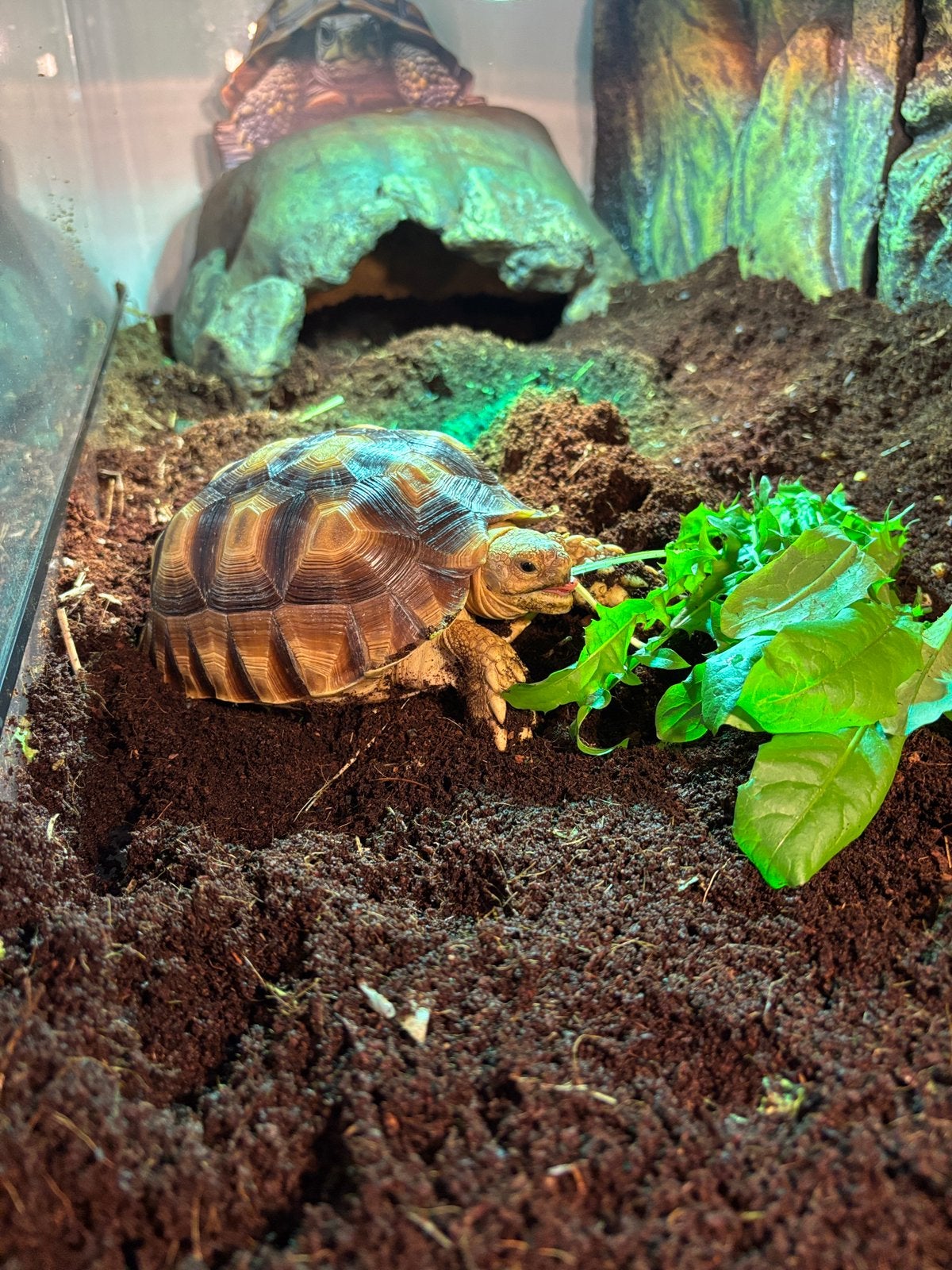 Baby sulcata. Prachtige schil, Dieren en Toebehoren, Ophalen of Verzenden, Zo goed als nieuw