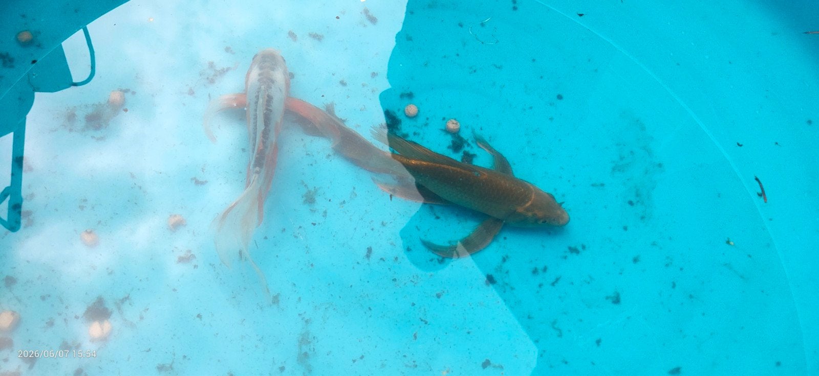 Butterfly koi, Dieren en Toebehoren, Vissen | Vijvervissen, Karper of Koi