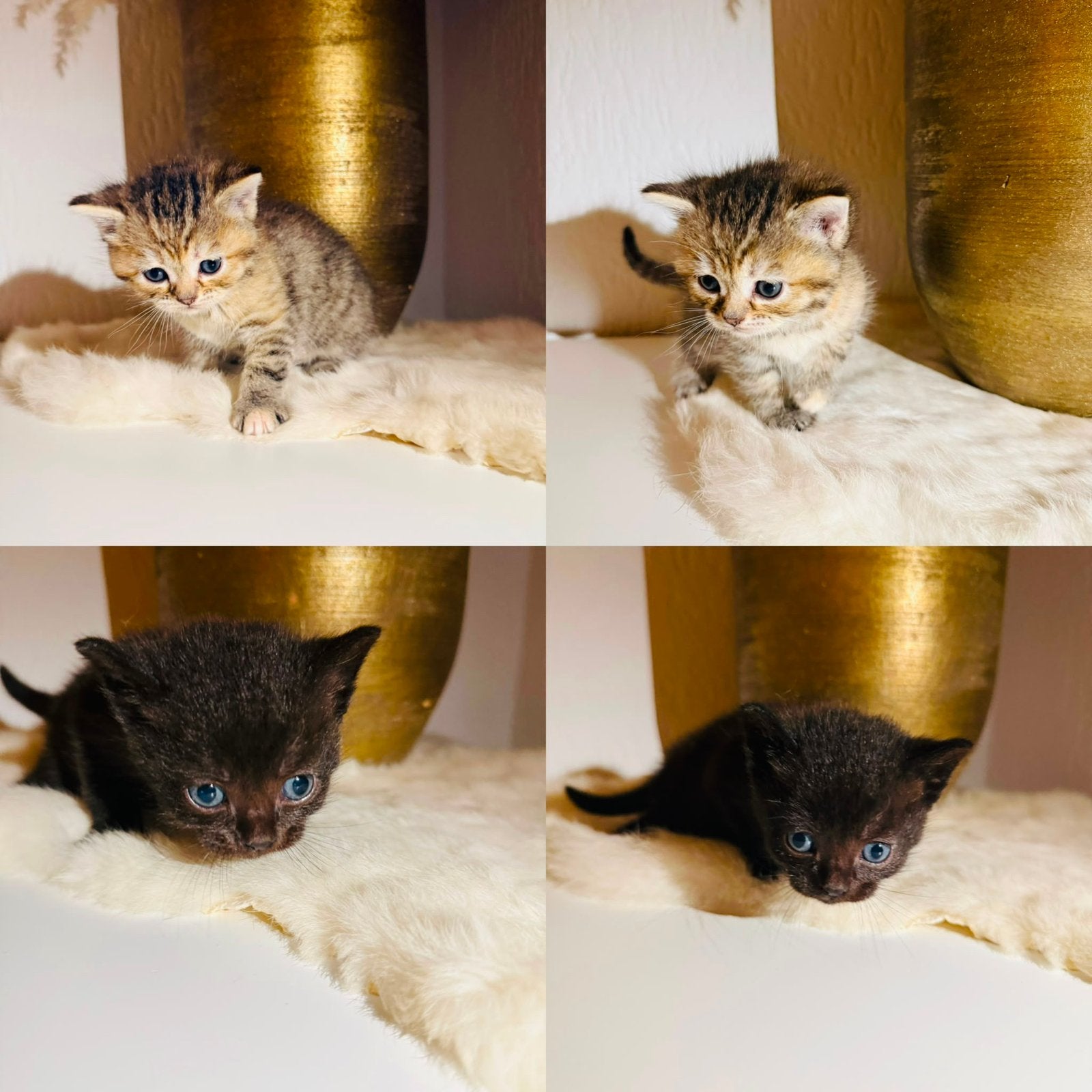 Nog 2 prachtige kittens te koop Britsekorthaar, Dieren en Toebehoren, Katten en Kittens | Overige Katten, Meerdere dieren