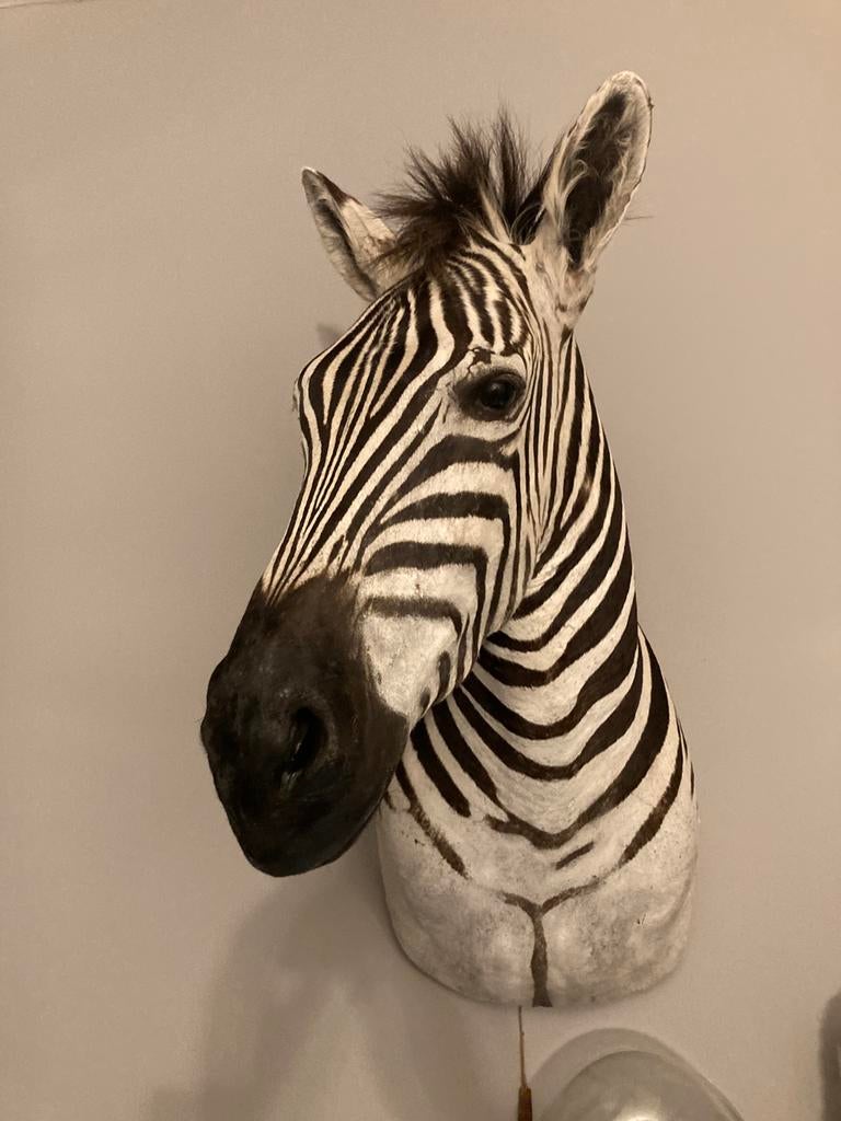 Opgezette zebra, Verzamelen, Dierenverzamelingen, Ophalen of Verzenden, Zo goed als nieuw, Wild dier, Gewei of Kop