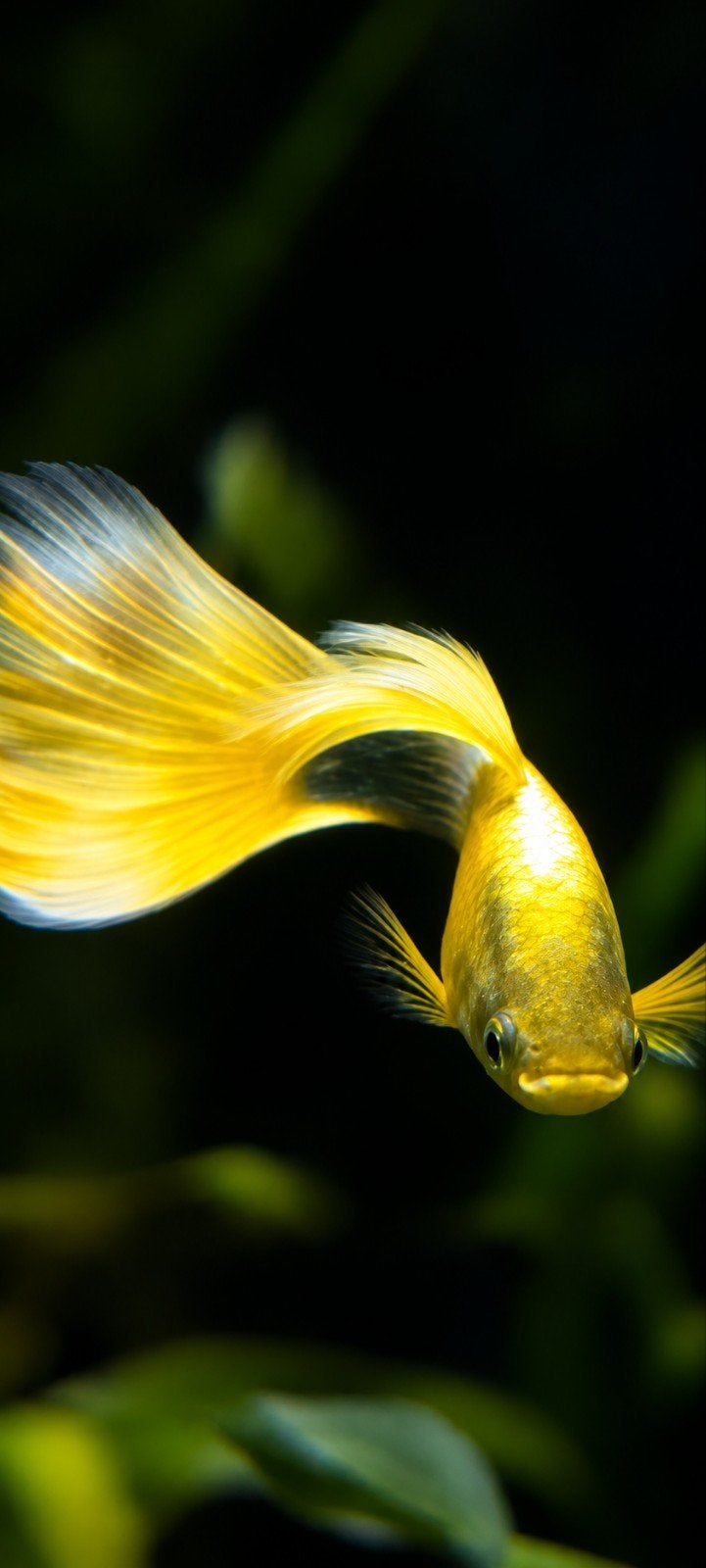 Yellow Tuxedo Guppen