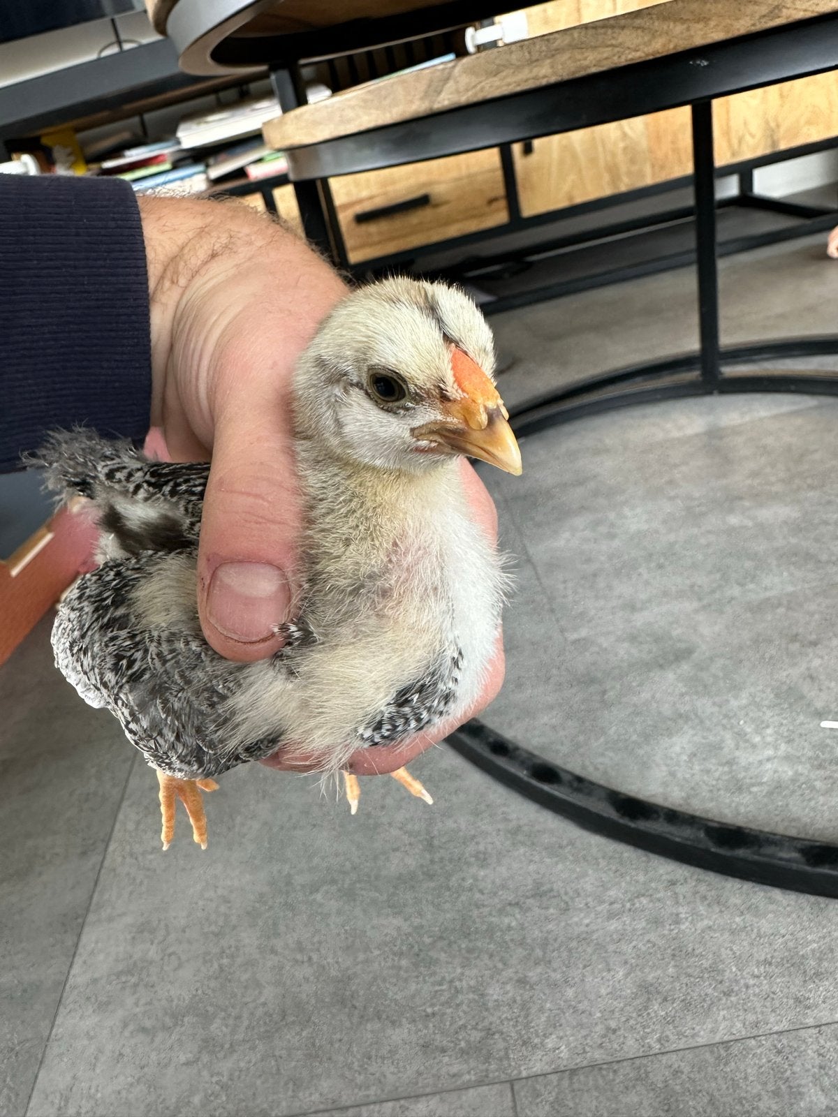 Wyandotte haantje, geboren 26-05-2026, Dieren en Toebehoren, Mannelijk, Tam