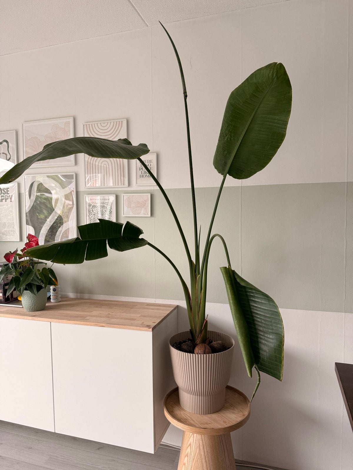 Strelitzia Nicolai - Paradijsvogelplant, Volle zon, Vaste plant, Bloeit niet, Ophalen